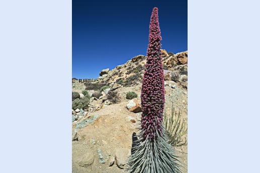 14 maggio Teide